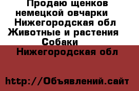 Продаю щенков немецкой овчарки  - Нижегородская обл. Животные и растения » Собаки   . Нижегородская обл.